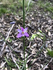 Arthropodium strictum