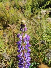 Lupinus polyphyllus