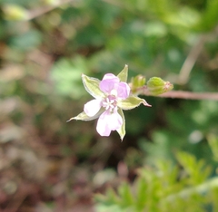 Erodium ciconium