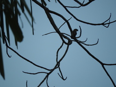 Sporophila morelleti morelleti