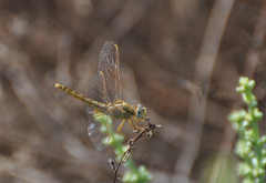 Crocothemis erythraea