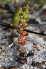 Crassula colorata