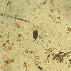 Lecane inermis