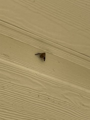 Parachma ochracealis