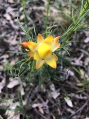 Xerochrysum viscosum