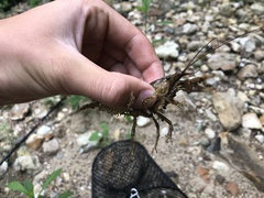 Faxonius virilis