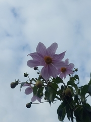 Dahlia imperialis
