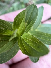 Hypericum perforatum