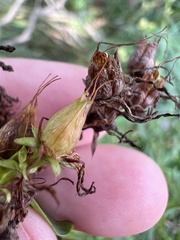 Hypericum perforatum