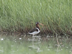 Rostratula benghalensis
