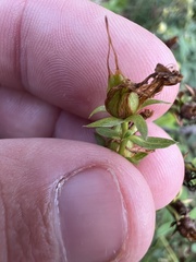 Hypericum perforatum