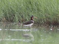 Rostratula benghalensis