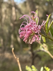 Grevillea sericea