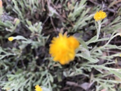 Chrysocephalum apiculatum