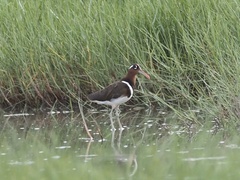 Rostratula benghalensis