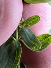 Hypericum perforatum