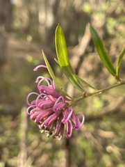 Grevillea sericea