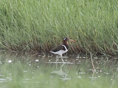 Rostratula benghalensis