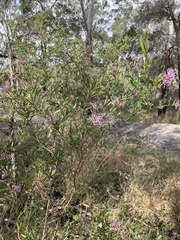 Grevillea sericea