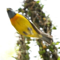 Rauenia bonariensis