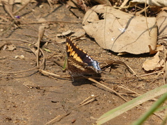 Charaxes guderiana