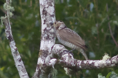 Sericulus chrysocephalus