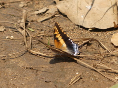 Charaxes guderiana