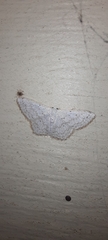 Idaea tacturata