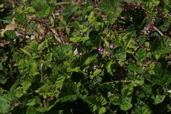 Rubus parvifolius