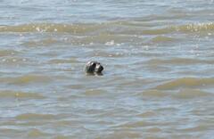 Phoca vitulina vitulina