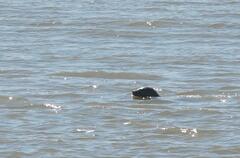 Phoca vitulina vitulina