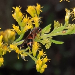 Pachodynerus erynnis