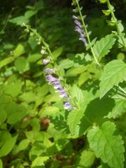 Scutellaria altissima
