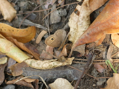 Brakefieldia perspicua