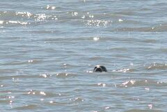 Phoca vitulina vitulina