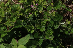 Rubus parvifolius