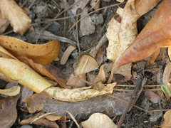 Brakefieldia perspicua