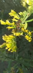 Pachodynerus erynnis