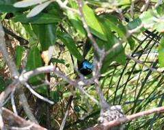 Malurus lamberti