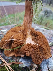 Suillus bovinus
