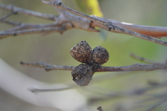 Eucalyptus cosmophylla