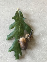 Quercus alba