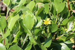 Osteospermum moniliferum