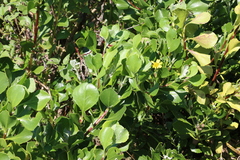 Osteospermum moniliferum