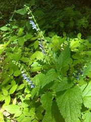 Scutellaria altissima