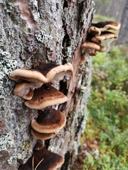 Mensularia radiata