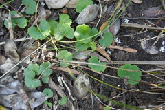 Hydrocotyle laxiflora