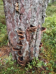 Mensularia radiata