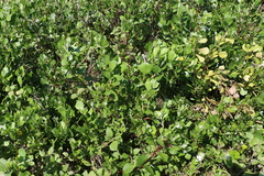 Osteospermum moniliferum
