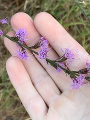 Liatris tenuifolia
